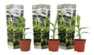 Plant in a Box - Musa Basjoo - Höhe 25-40cm - 3er Set - Bananenpflanze Winterhart - Bananenbaum - Exotische pflanzen - Topf 9cm