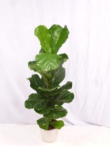 [Palmenlager] - Ficus lyrata 120 cm - Geigenfeige // Zimmerpflanze mit großen Blättern