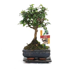 Bonsai Fukientee - Carmona microphylla - ok. 6 lat - ksztalt kulisty