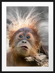 Lustiger Baby Orang-Utan mit Rinde B&W DetailBilderrahmen mit Galerie-Passepartout / Format: 80x60cm / gerahmt / hochwertige Leinwandbild Alternative