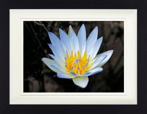 Blumen Gerahmtes Bild Mit Edlem Passepartout | Wand-Bilder | Im Bilderrahmen - Blütenzauber, Weiße Seerose (30 x 40 cm)