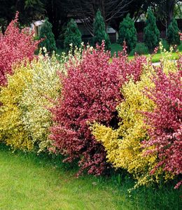 BALDUR-Garten Ginster-Hecke "Tricolor", 3 Pflanzen Cytisus praecox winterhart Heckenpflanzen, trockenresistent, pflegeleicht, Wasserbedarf gering, blühend