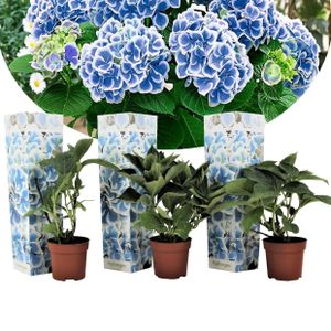 Plant in a Box - Hydrangea bicolor 'Bavaria' Blau - 3er Set- 2-farbige Hortensien - Winterhart - Topf 9cm - Höhe 25-40cm