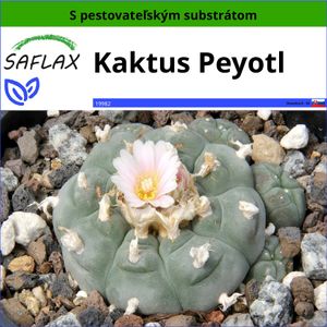 SAFLAX - Kaktus Peyotl - Lophophora williamsii - 20 Semená - S pestovateľským substrátom bez klíčkov