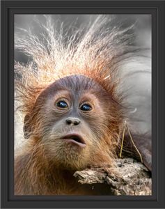 Lustiger Baby Orang-Utan mit Rinde B&W Detail im Schattenfugen Bilderrahmen / Format: 38x30 im Schattenfugen-Bilderrahmen / Kunstdruck auf hochwertigem Galeriekarton / hochwertige Leinwandbild Alternative