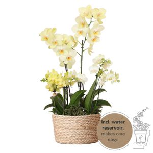 Kolibri Orchideen | gelbes Pflanzenset im Schilfkorb inkl. Wassertank | drei gelbe Orchideen und drei Grünpflanzen Rhipsalis | Feldstrauß gelb mit autarkem Wassertank