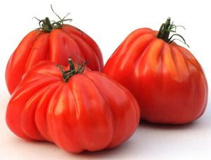 Tomate Ochsenherz - Oxheart, Cuore di bue - 20 Samen
