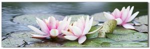 Victor Glasbild "Seerose" in 35x105 cm, Bilder Blumen