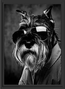 Lustiger Hund mit Hemd und Sonnenbrille, Monochrome im Schattenfugen Bilderrahmen / Format: 55x40 im Schattenfugen-Bilderrahmen / Kunstdruck auf hochwertigem Galeriekarton / hochwertige Leinwandbild Alternative