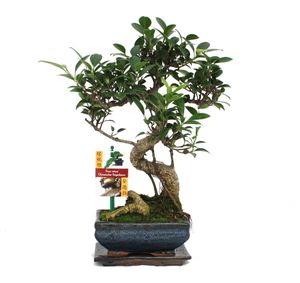 Figowiec chinski Bonsai - Ficus retusa - ok. 6 lat