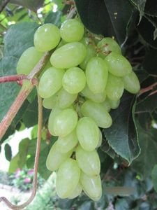 Vitis vinifera Centennial - Kernlose Weintraube Centennial