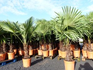 XXL Palme Stammhöhe 40-50 cm winterhart 160-180 cm Trachycarpus fortunei, Hanfpalme,