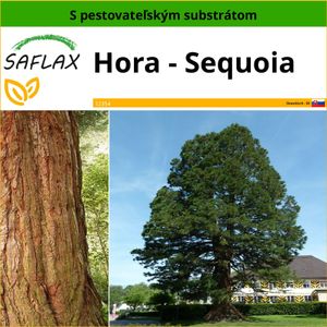 SAFLAX - Hora - Sequoia - Sequoiadendron gigantea - 50 Semená - S pestovateľským substrátom bez klíčkov