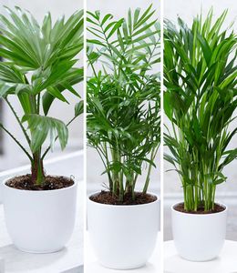 BALDUR-Garten Zimmerpalmen-Set, 3 Pflanzen Luftreinigende Zimmerpflanzen  je 1 Pflanze, Palme 'Livistona Rotundifolia', 1 Chamaedorea Palme und 1 Areca Palme, mehrjährig - frostfrei halten
