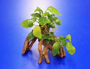 Goldene Speerblatt-Mangrovenwurzel mit Höhle / Mangrovenbaum mit Anubia nana GOLD