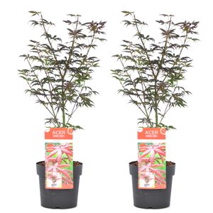 Acer palmatum 'Starfish' - 2er Set - Japanischer Ahorn - ⌀ 19cm - Höhe 60-70cm