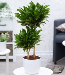 BALDUR-Garten  Dracena "Compacta" ca. 55 cm hoch, 1 Pflanze, Dracaena fragrans, Luftreinigende Zimmerpflanze, Grünpflanze, mehrjährig - frostfrei halten