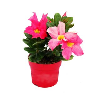 Dipladenia - Cílsky jazmín - 10cm kvetinác - 1 rastlina - ružová