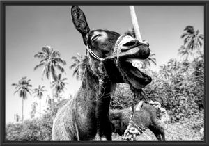Lustiger lachender Esel unter Palmen, Monochrome im Schattenfugen Bilderrahmen / Format: 100x70 im Schattenfugen-Bilderrahmen / Kunstdruck auf hochwertigem Galeriekarton / hochwertige Leinwandbild Alternative