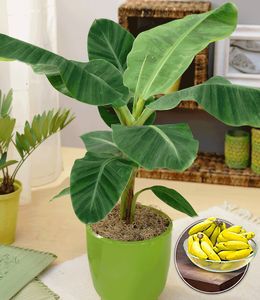 BALDUR-Garten Musa Banana Tropicana, 1 Pflanze, Zimmerbanane Zimmerpflanze Zimmerpflanze, Grünpflanze, mehrjährig - frostfrei halten, Bananen-Früchte essbar, Musa oriental warf