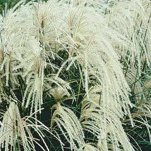 1 x Miscanthus sinensis ‚Silberspinne' (Ziergras/Gräser) Chinaschilf