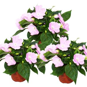 Sladká lalia - Impatiens Nová Guinea - 12cm kvetinác - Sada 3 rastlín - Jemná fialová