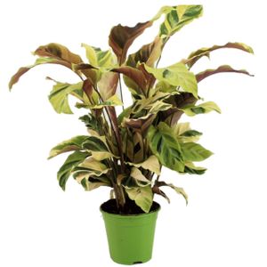 Plant in a Box - Calathea 'Fusion-Gelb' - Korbmarante - Luftreinigende Zimmerpflanze - Schönen Blättern - Topf 14cm - Höhe 30-40cm