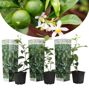 Plant in a Box - Citrus aurantifolia Limette - Zitronenbaum - 3er Set - Topf 9cm - Höhe 25-40cm - Kübelpflanze