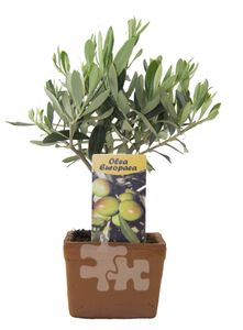 Olivenbaum Olive im Tontopf ca. 20 cm beste Qualität im Terrakotta-Topf