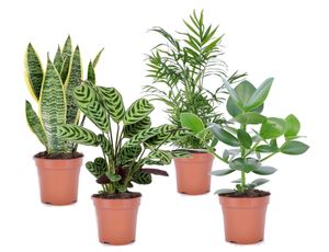 Plant in a Box - Zimmerpflanzen 'Einfach' - Sanseviera trifasciata, Chamaedorea elegans, Ctenanthe Burle-Marxii, Clusia rosea - 4er Mix - ⌀12cm - Höhe 25-40cm