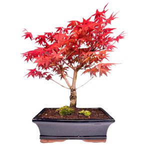 Bonsai - Bonsai baum Japanischer Fächerahorn - Acer (Ahorn) Deshojo bonsai bäume/Japanische Ahorne/mit roten Blättern/baum ist 35-45 cm hoch