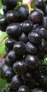 Vitis vinifera Weinrebe Centuri - Weintraube -Tafeltraube - kernarm