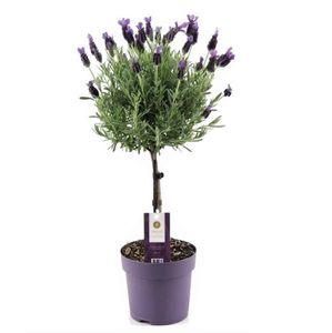 Plant in a Box - Lavandula stoechas 'Anouk' - Lavendelbaum - Winterhart - Gartenpflanzen - Topf 15cm - Höhe 45-55cm