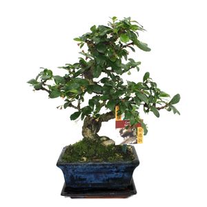 Bonsai Fukientee - Carmona microphylla - ok. 6 lat