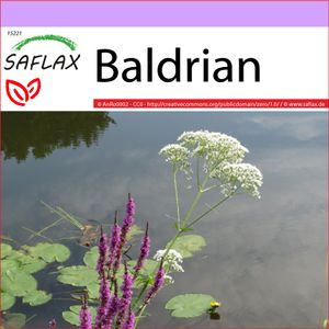 SAFLAX - Heilpflanzen - Baldrian - 200 Samen - Valeriana officinalis