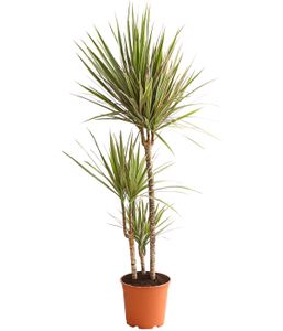 Dehner Drachenbaum Bicolor, Dracaena marginata, dreitriebig, luftreinigend, 110-120 cm, Ø Topf 21 cm, Zimmerpflanze