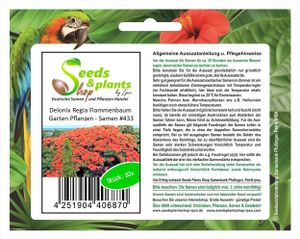 10x Delonix Regia Flammenbaum Garten Pflanzen - Samen #433