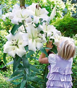 BALDUR-Garten Tree-Lily Pretty Woman 3 Zwiebeln Baumlilien Lilium Hybride Lilien Zwiebeln winterhart duftend, Blumenzwiebeln, pflegeleicht, Wasserbedarf gering, blühend