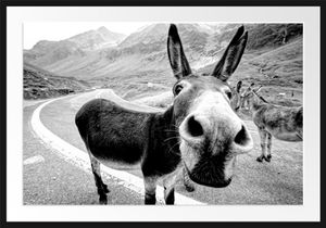 Lustiger Esel auf Straße in den Bergen, MonochromeBilderrahmen mit Galerie-Passepartout / Format: 100x70cm / gerahmt / hochwertige Leinwandbild Alternative
