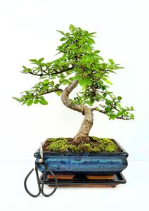 Exotenherz Bonsai Chinesische Ulme Ulmus parviflora Kugelform