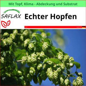 SAFLAX Garden to go - Echter Hopfen - Humulus lupulus - 50 Samen - Mit Topf, Klima - Deckel und Anzuchtsubstrat