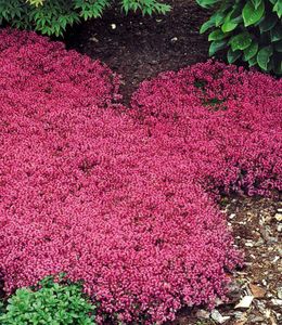 BALDUR-Garten Winterhart Bodendecker-Thymian, 3 Pflanzen Thymus, Sandthymian, wir empfehlen 4-5 Pflanzen auf 1 qm, winterhart, Bodendecker, trockenresistent, mehrjährig, bienenfreundlich, blühend