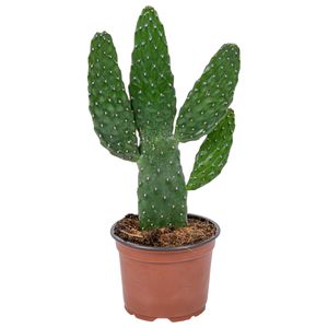 Opuntia \'Rubescens\' | Road Kill Kaktus pro Stück - Zimmerpflanze im Aufzuchttopf cm12 cm - ↕30 cm
