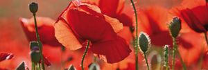Mohnblumen Poster Kunstdruck - Rote Mohnblumen, Blüten Und Knospen (53 x 158 cm)
