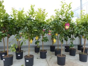 Zitrus Zitronenbaum Zitrone Citrus Limon Limone 140 - 160 cm Zitruspflanze