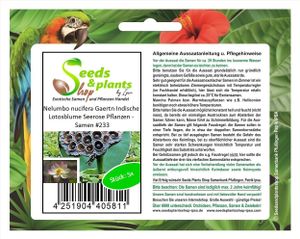 5x Nelumbo nucifera Gaertn Indische Lotosblume Seerose Pflanzen - Samen #233