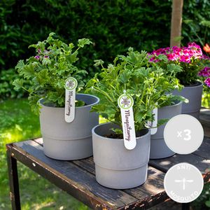 3x Pelargonium Graveolens – Zitronengeranie – Anti-Mücken – Duftend – ⌀10,5 cm – ↕15-20 cm