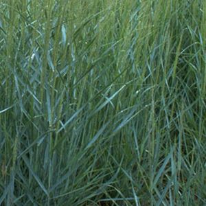 6 x Ruten Hirse - Panicum virgatum 'Prairie Sky'  - Topf 9cm x 9cm