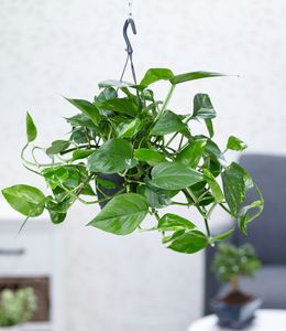 BALDUR-Garten Hängepflanze Efeutute, 1 Pflanze, Luftreinigende Zimmerpflanze, unterstützt das Raumklima,  Scindapsus, Grünpflanze, mehrjährig - frostfrei halten, Epipremnum pinnatum aureum