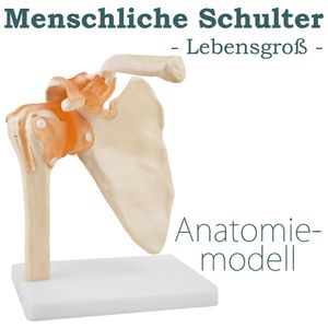 Anatomie Skelett Modell Menschliche Schultermodell Anatomie Lebensgroß Anatomisches Knochen Modell der Menschlichen Schulter mit Bändern Ligamenten MedMod
